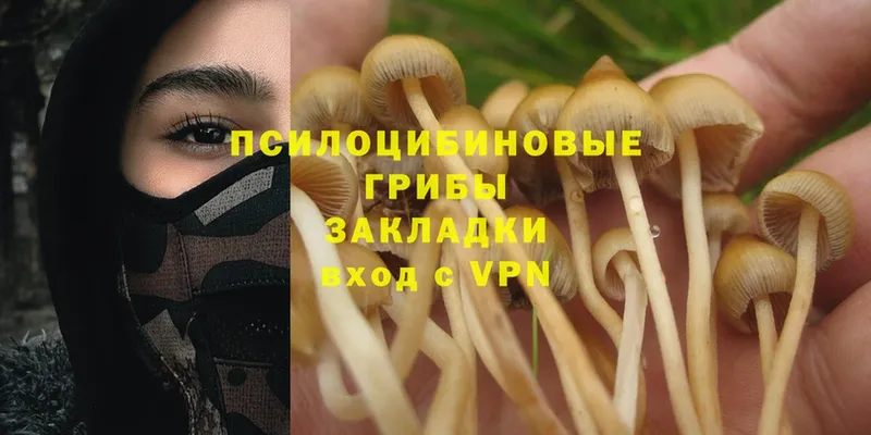 Галлюциногенные грибы Magic Shrooms  Липецк 